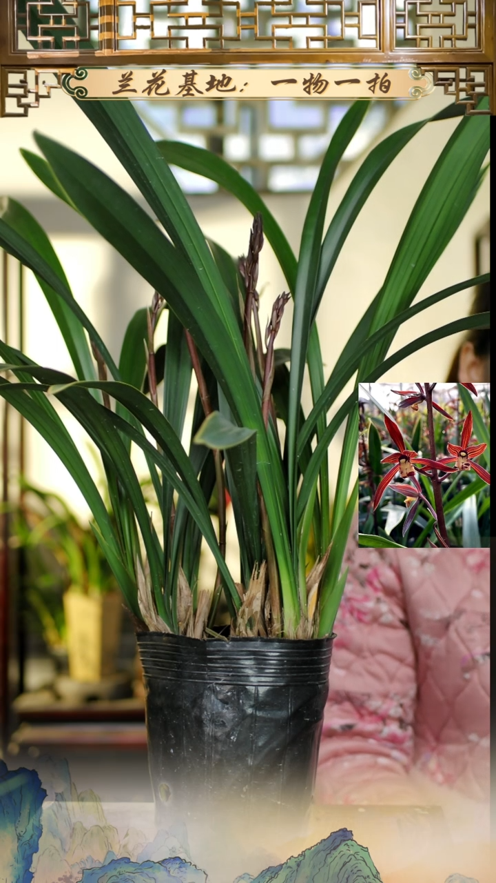 全部花苞金华山带四方咖色古风盆套上发