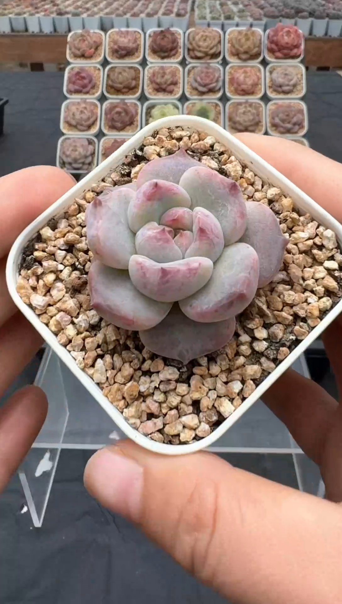 【闪购商品】3单包邮珍妮多肉一物一拍315