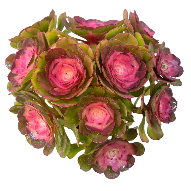 【玫瑰法师】 脱土  微断不售后 室内养 任意3单包邮