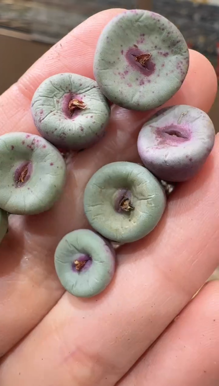 71多肉植物肉锥红嘴一颗