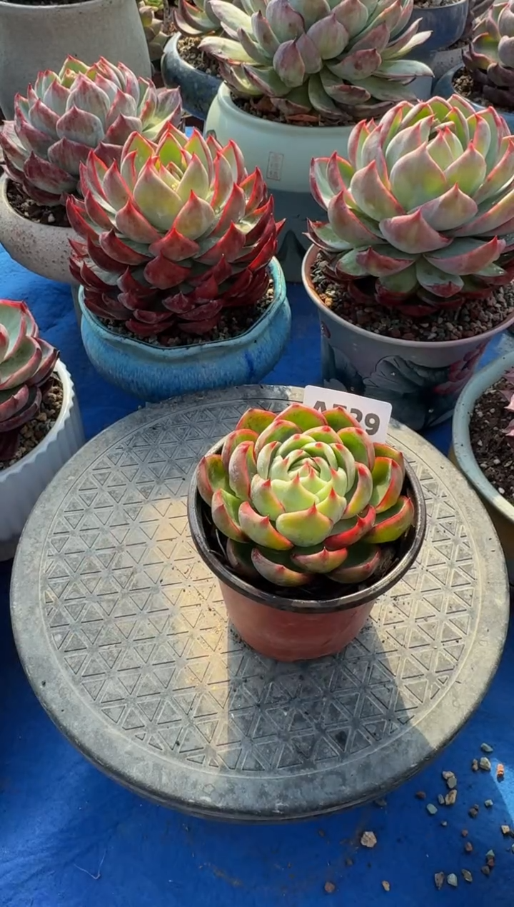 【闪购商品】A729惊鸿仙子（裸根发货）