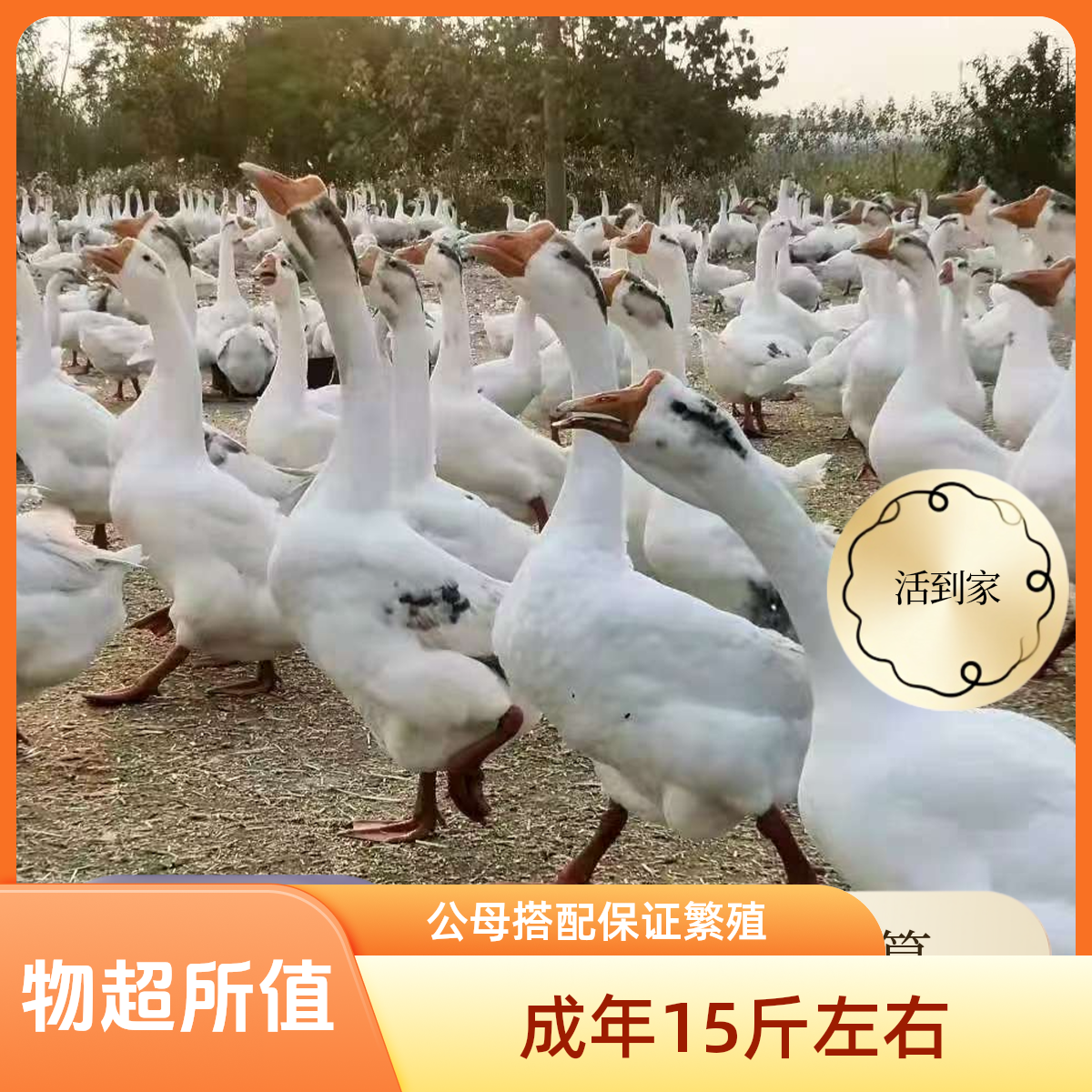 大三花 宠物鸭 顺丰快递到家