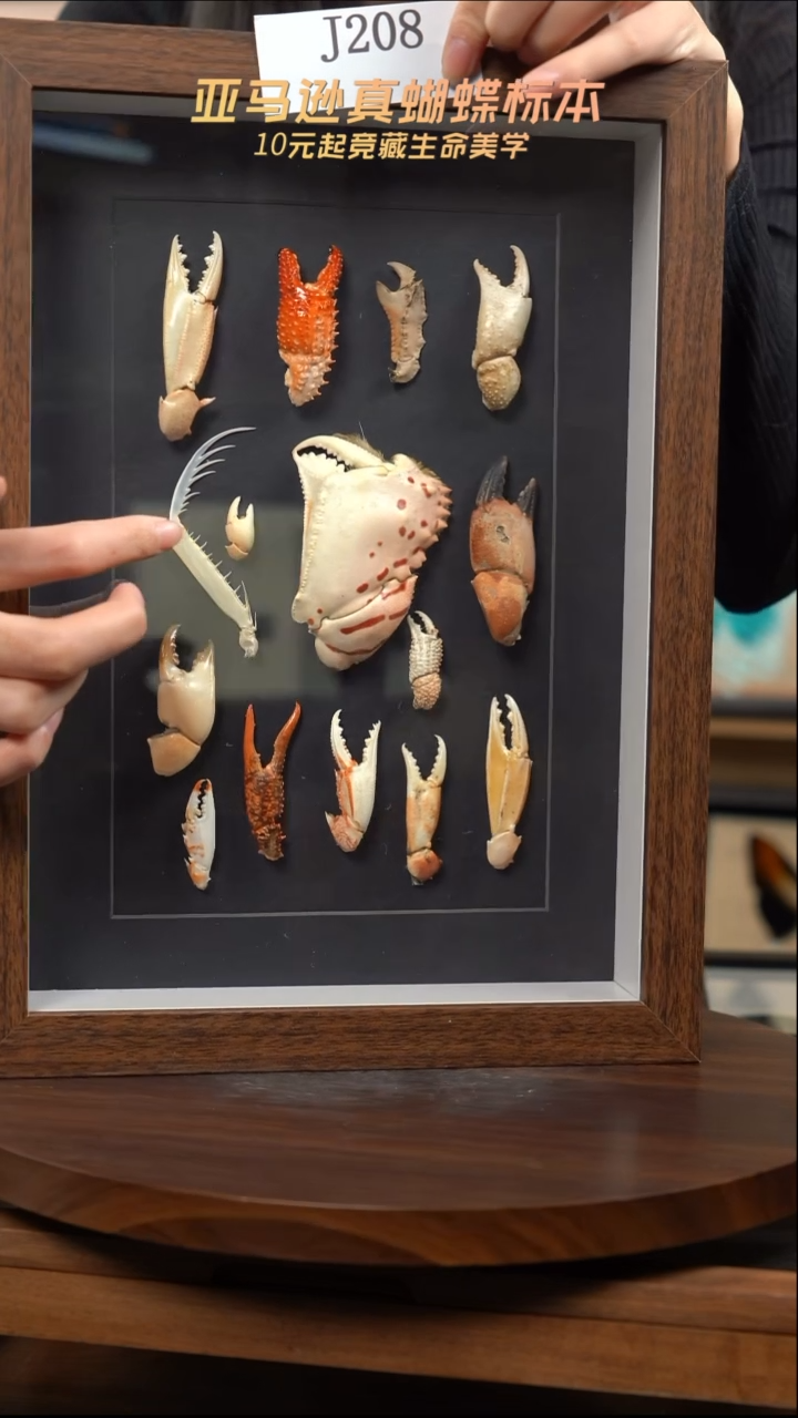 动物标本摆件竞拍j208