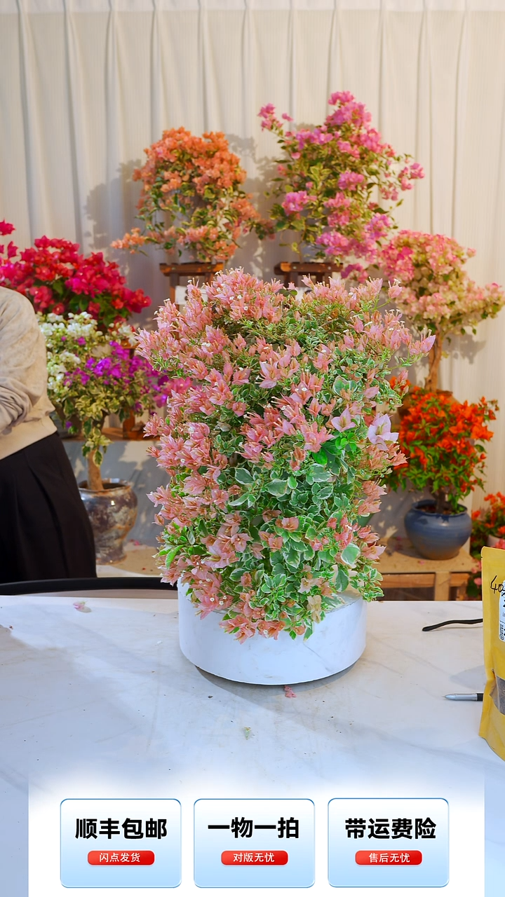 大部分开放少量花苞少女心