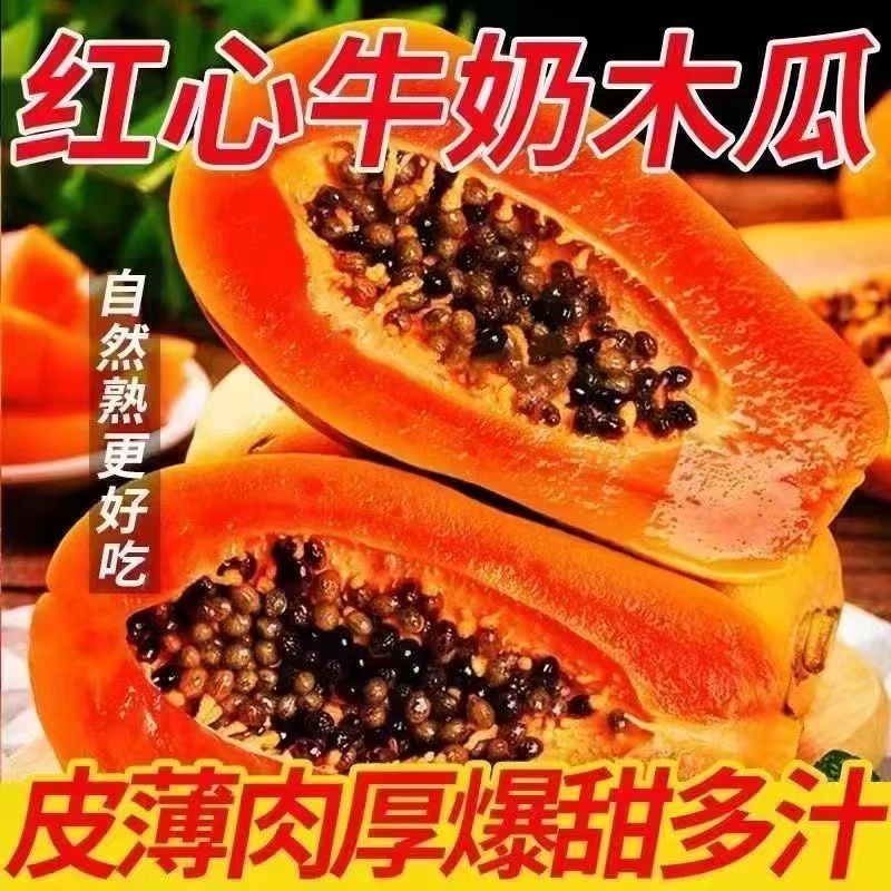 广西冰糖牛奶木瓜树上熟红心水果木瓜放熟后食用软糯香甜爆甜多汁