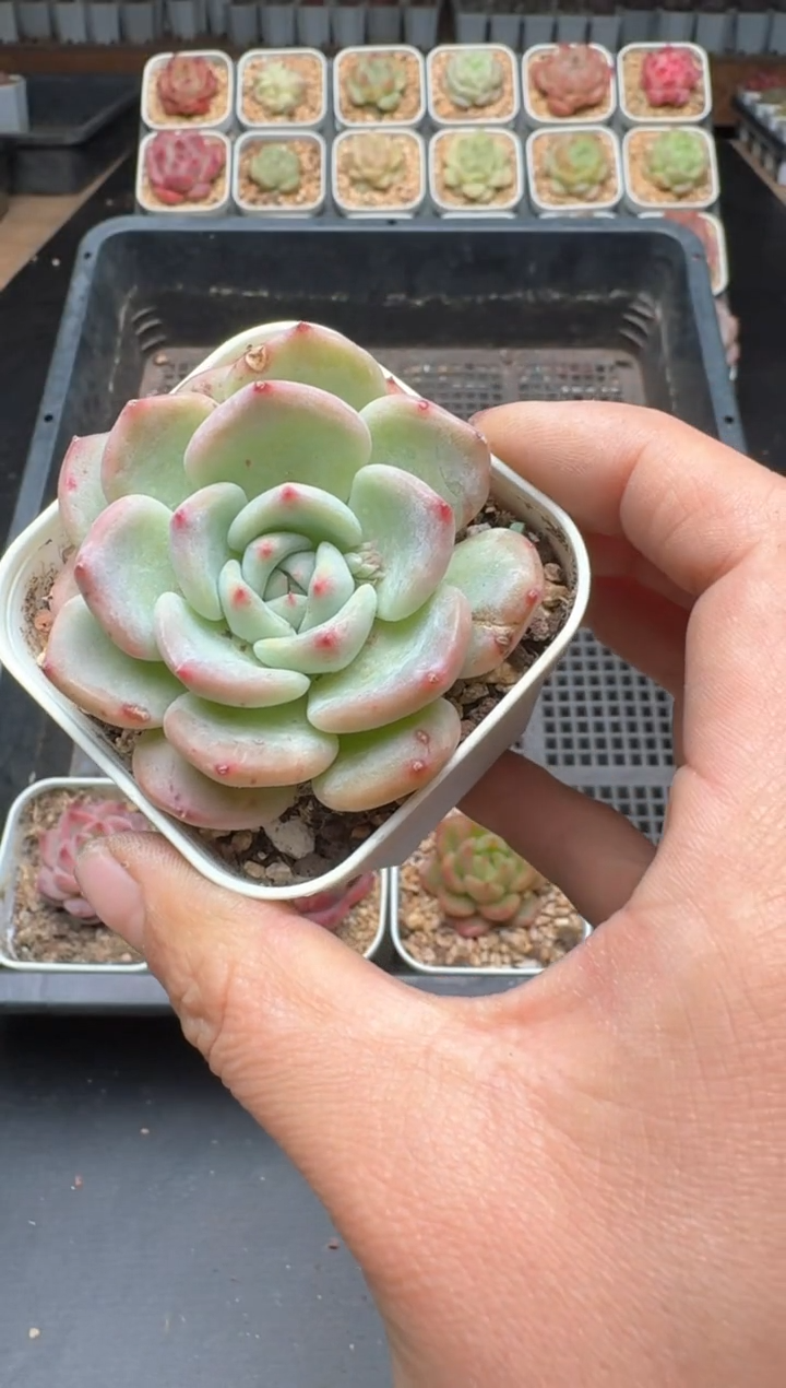 【闪购商品】008C物拍多肉带盆土6.5杯拍3颗包柚