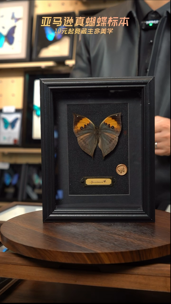 枯叶蝶新版本黑框