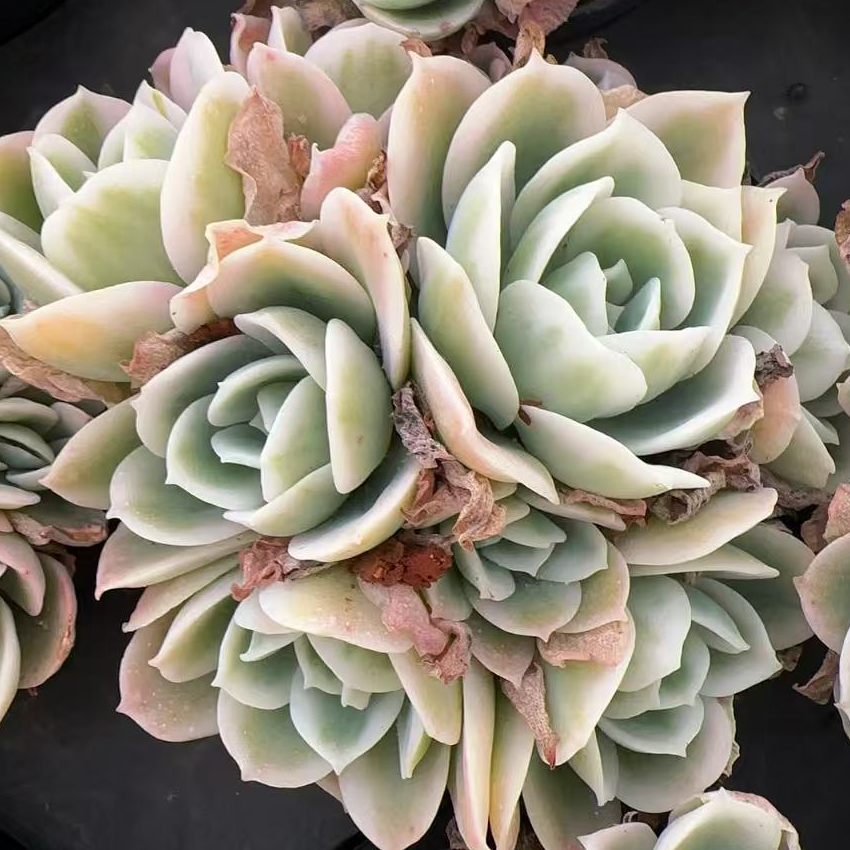 群生柠檬玫瑰锦整桩无砍（6-8cm）脱土金先生精品多肉