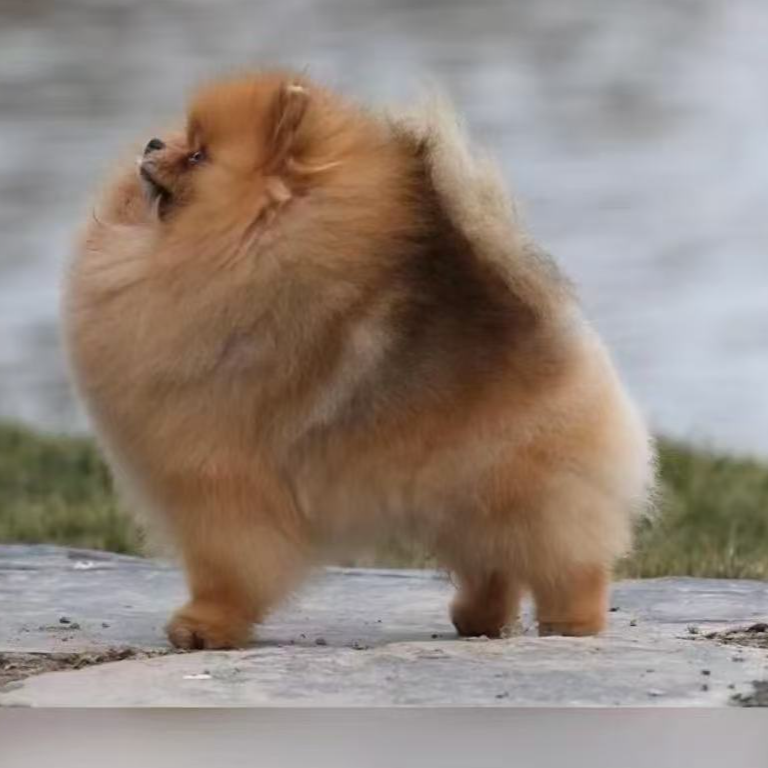 （麒麟犬业）狗狗活体