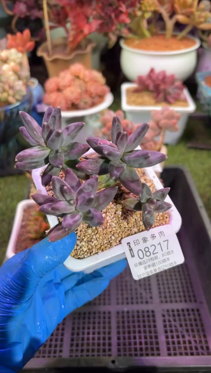 【闪购商品】08217