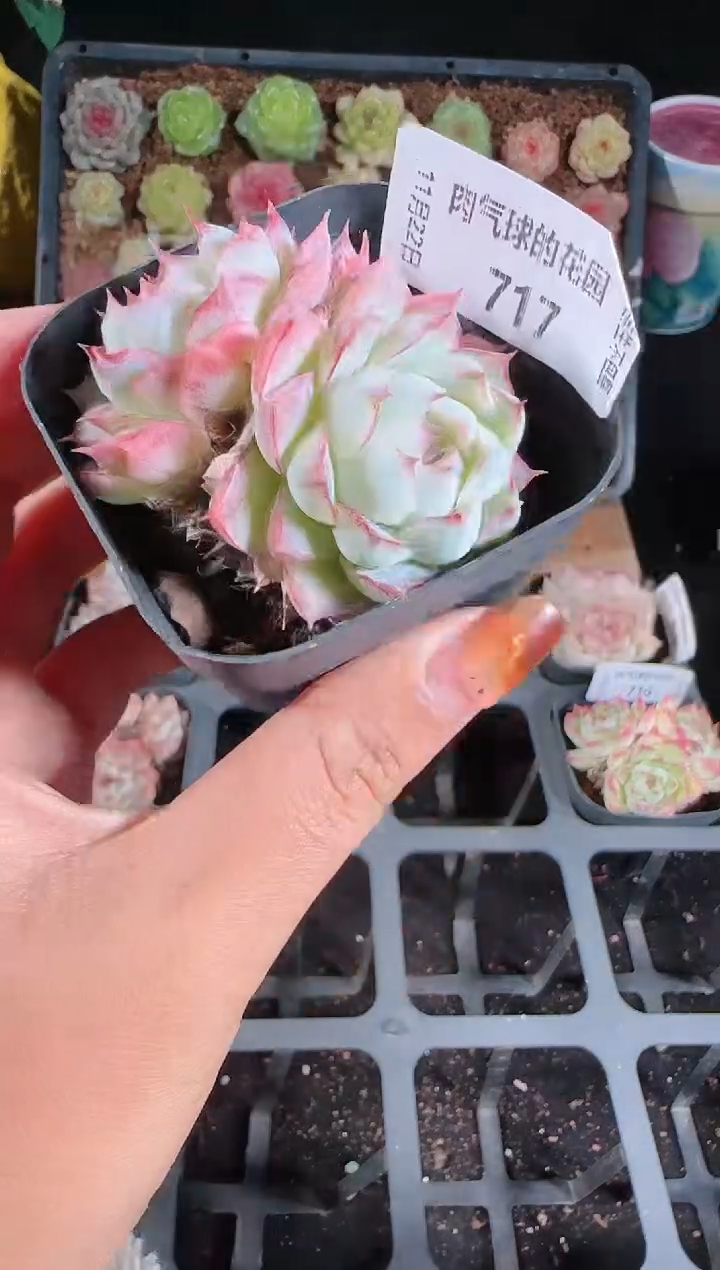 1122-717群生不包整