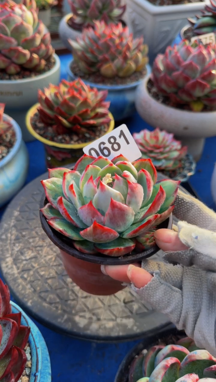 【闪购商品】0681惊鸿仙子（裸根发货）