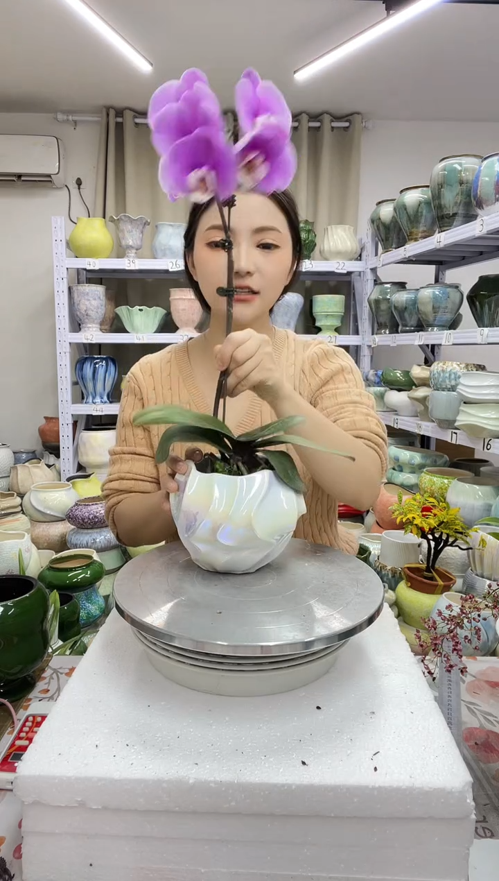 12.30陶瓷花盆直播链接高.     12 口10
