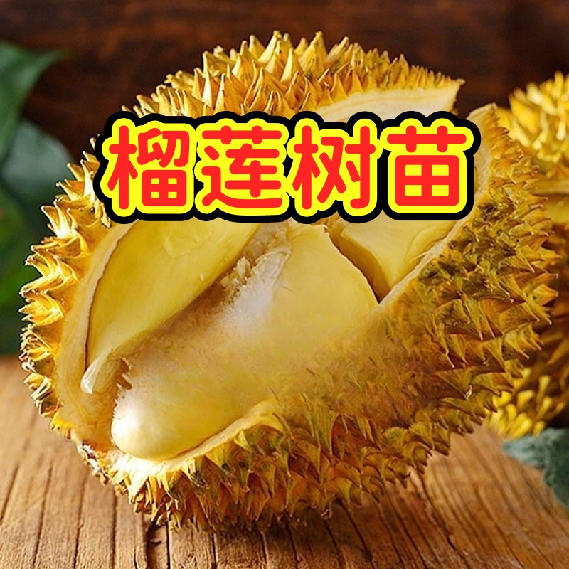正宗榴莲树苗四季泰国金枕头猫山王盆栽地栽南方可种植