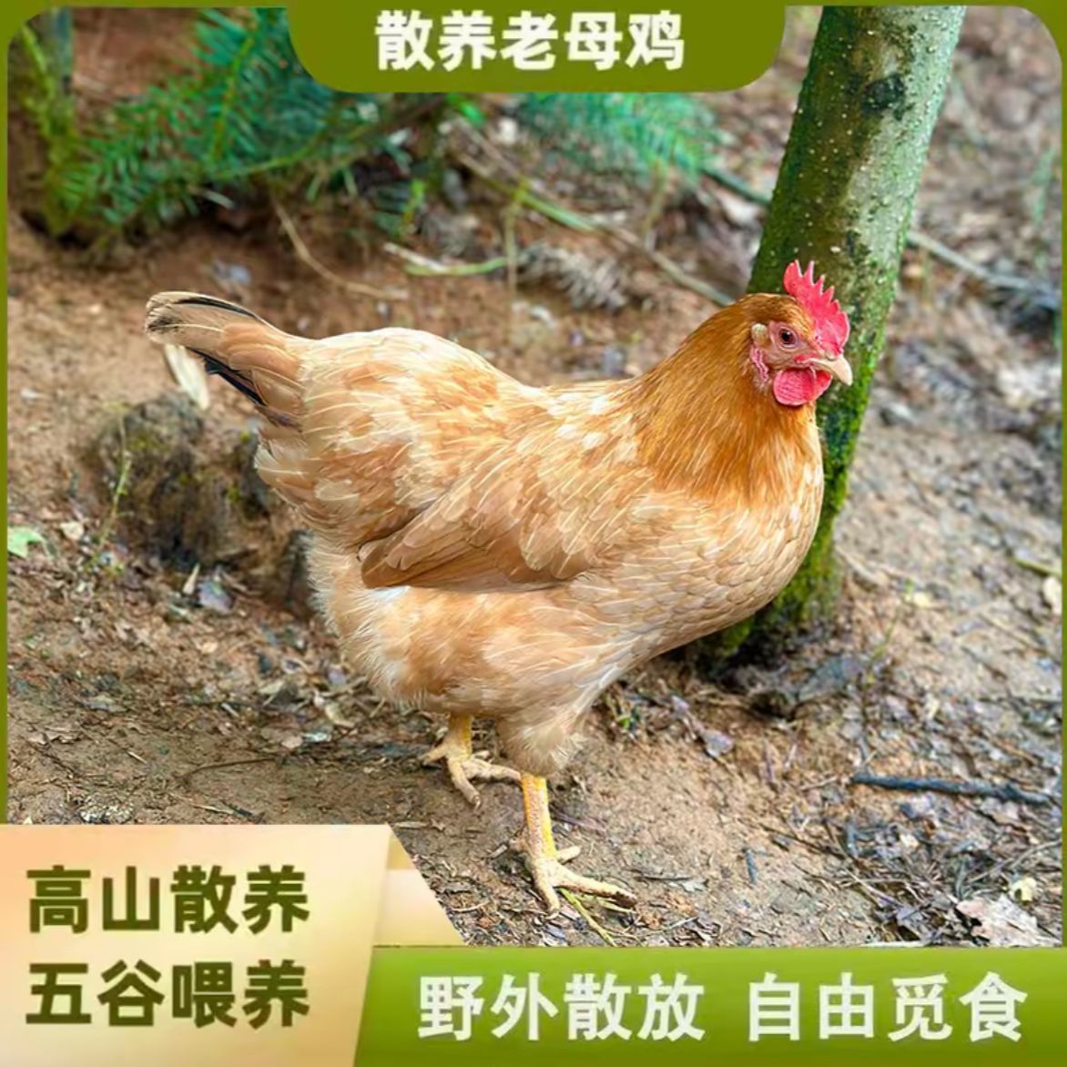 农家放养黄油老母鸡现宰先杀农村生态散养老母鸡