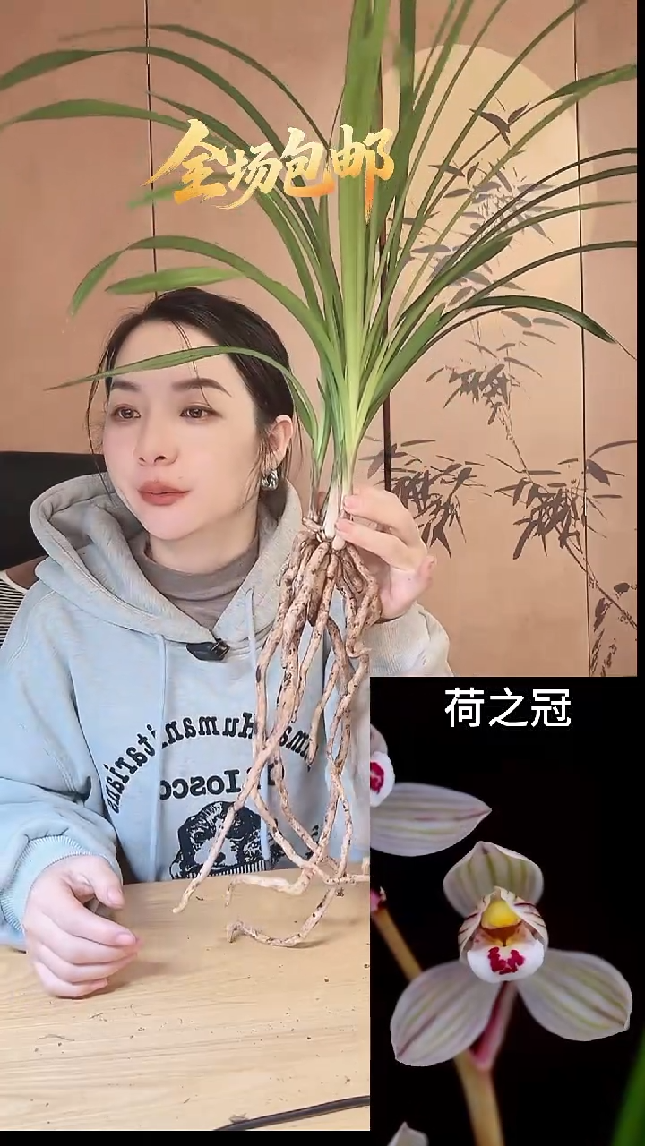当前无花栽培后可以开花：荷之冠