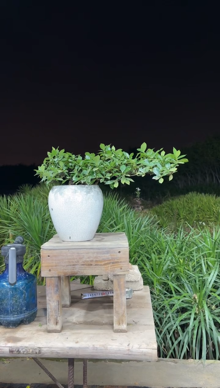 【闪购商品】盆景海岛栀子花