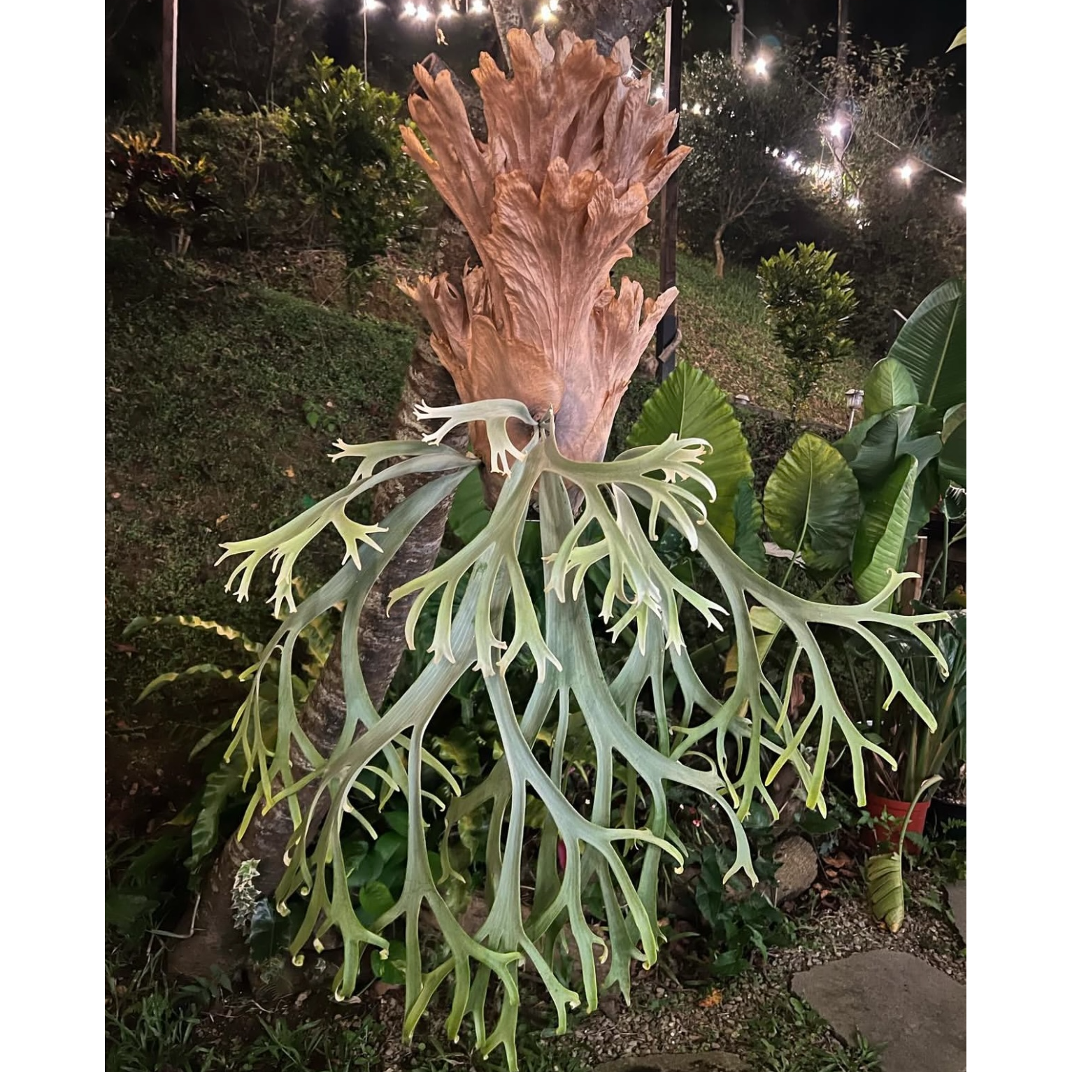 波哥苏丹孢子苗室内装饰绿植爪哇鹿角蕨特殊个体北欧风壁挂盆栽