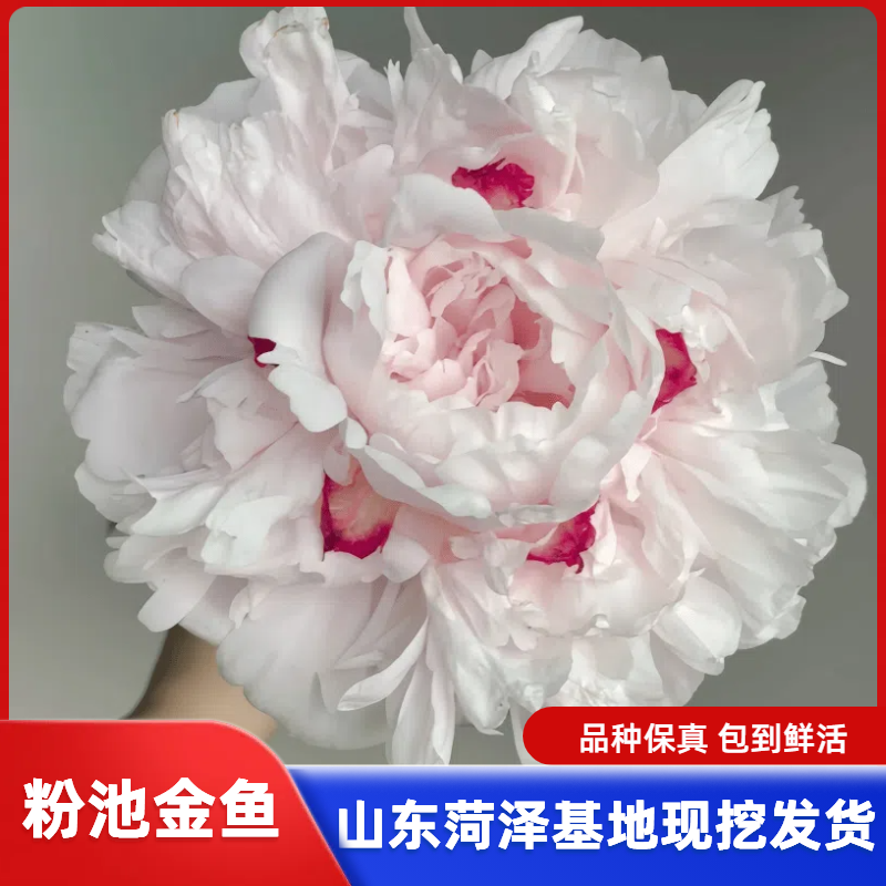 《粉池金鱼》菏泽基地大花重瓣芍药花好养耐活