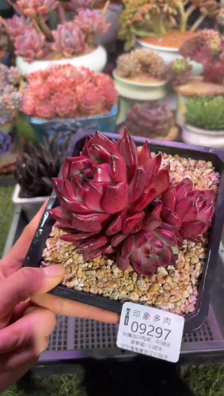 【闪购商品】09297