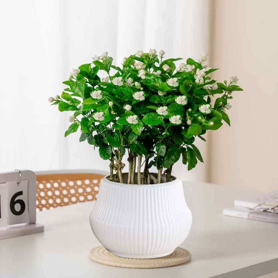 【带花苞】重瓣香水茉莉花盆栽种植绿植花卉好养活开花香