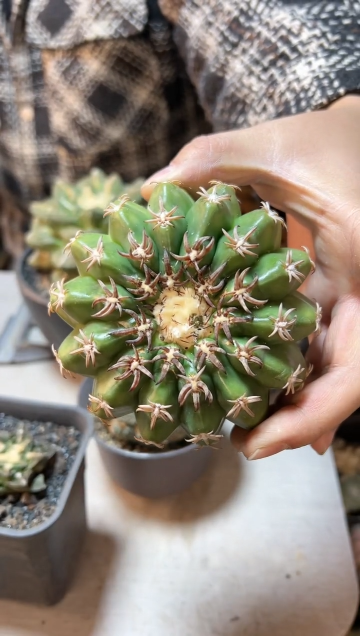 【闪购商品】晚4号自根猫爪圆盘玉10公分