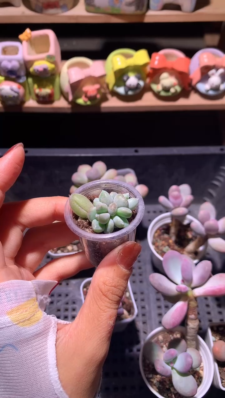 菲****焙奶油尖尖多头群生