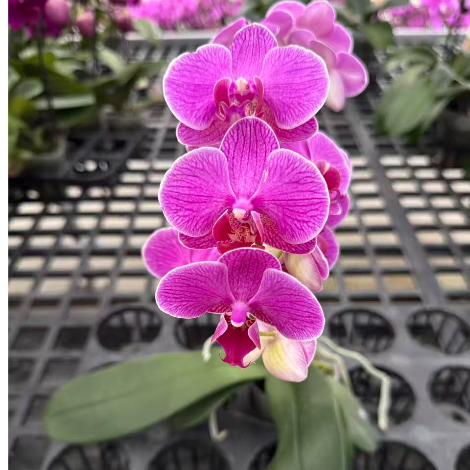 蝴蝶兰【梦叶萝莉】鲜花盆栽室内观赏花花佛山基地直发好养易活