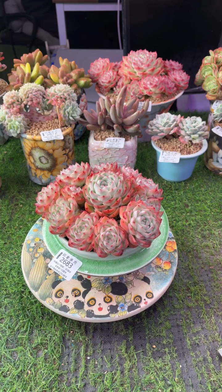 昆明印象多肉2683