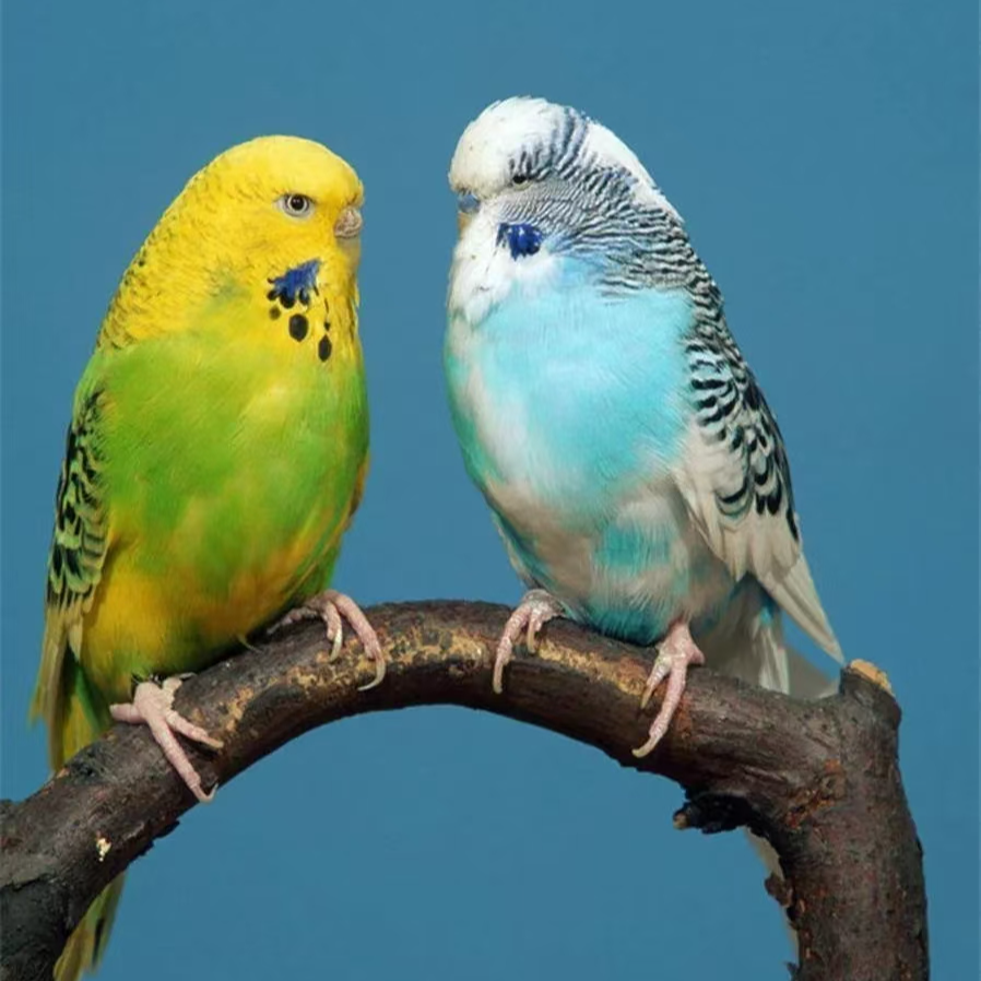 （直播链接）活体鹦鹉芙蓉