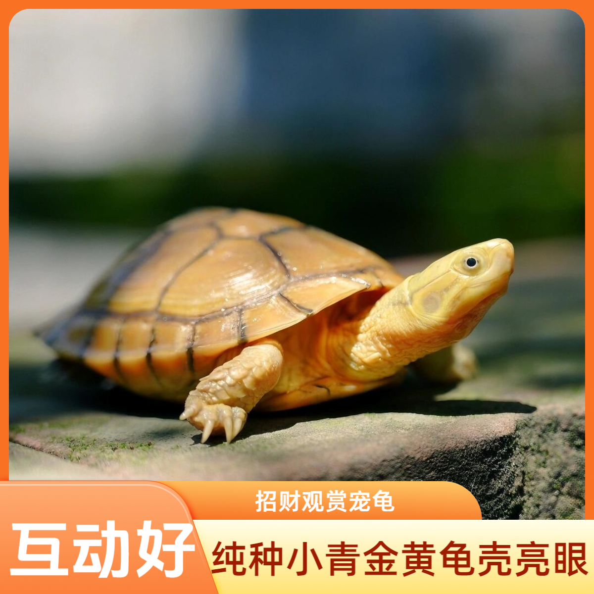 小青皖龟观赏宠物龟黄喉拟水纯种小青龟招财龟黄金龟发色观赏宠龟