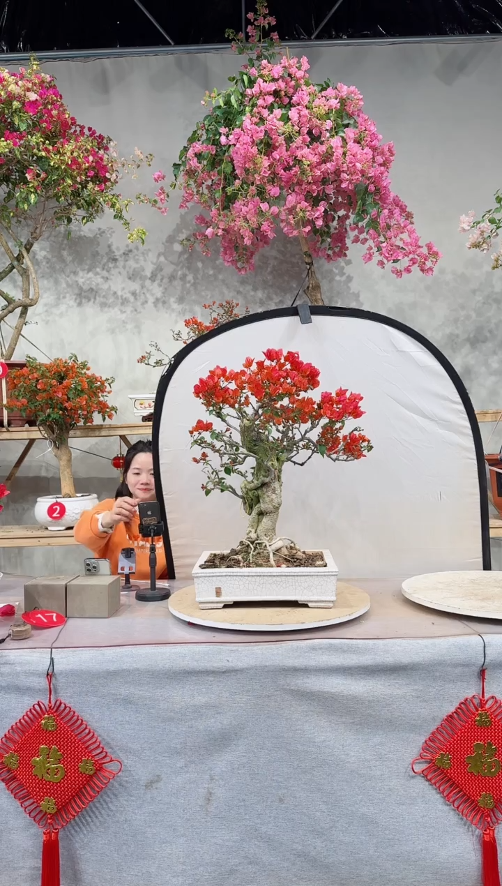 【闪购商品】盆景四季同安红