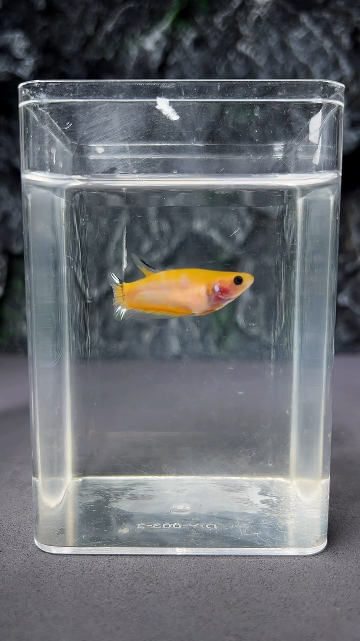 斗鱼竞拍链接A090