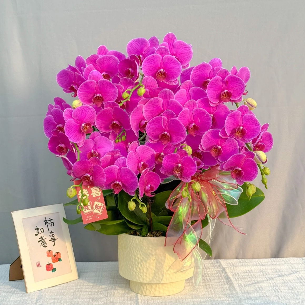 花满屋【恭喜发财-蝴蝶兰】 大花 紫红色系鲜花  送人送礼年宵花