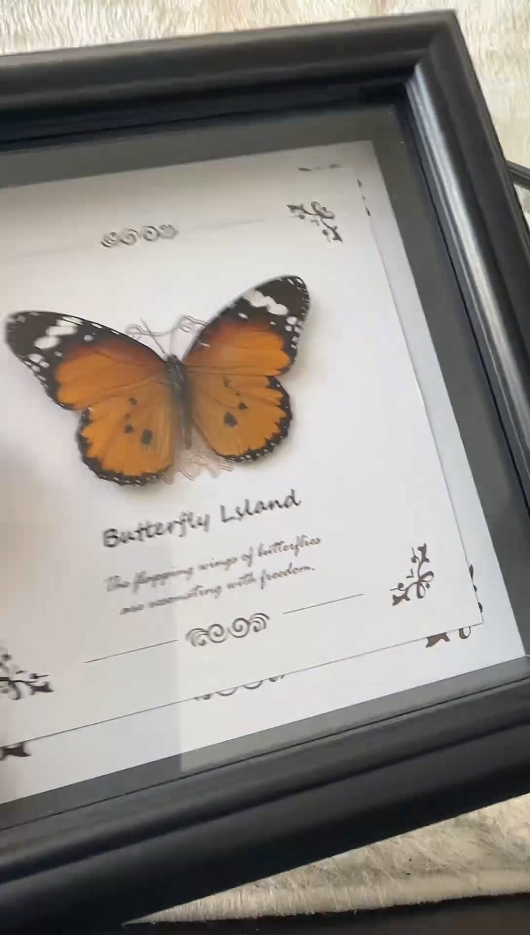 有机玻璃金斑蝶微瑕   