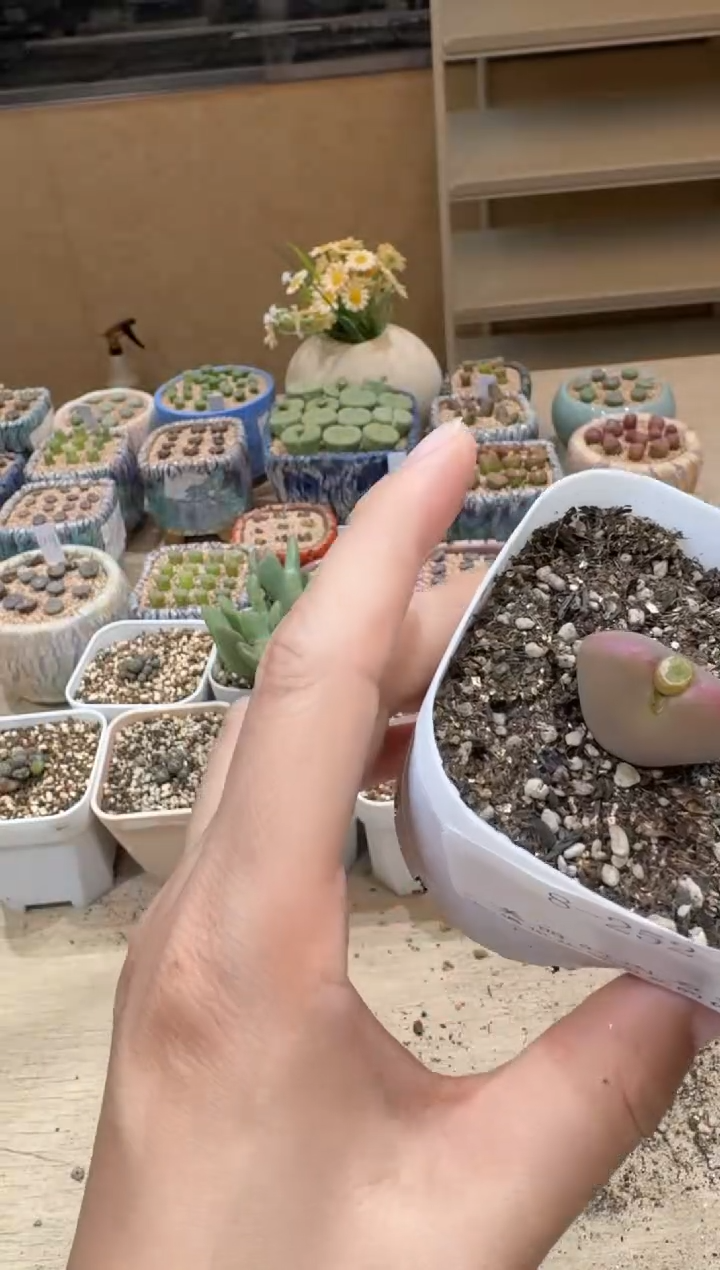 朱*美8-252多肉植物肉锥