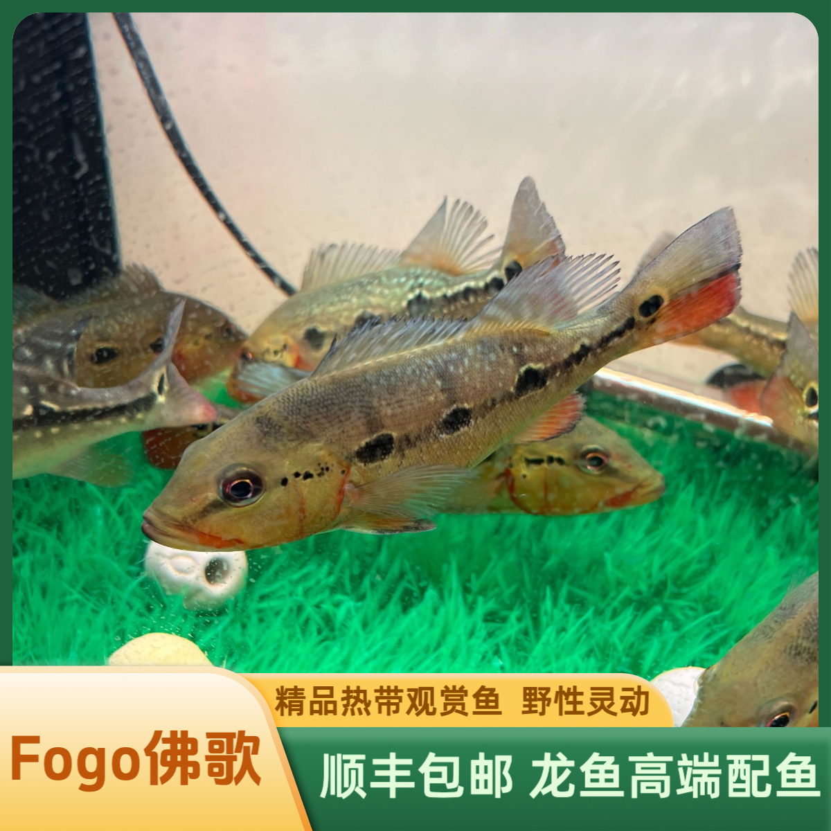 Fogo佛歌发色16-18cm 野性灵动 龙鱼高端配鱼