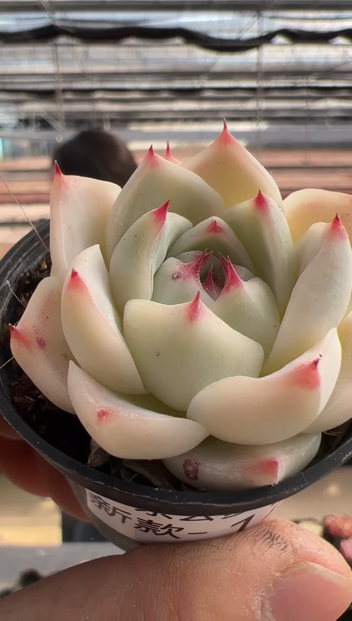 【闪购商品】新款多肉-170