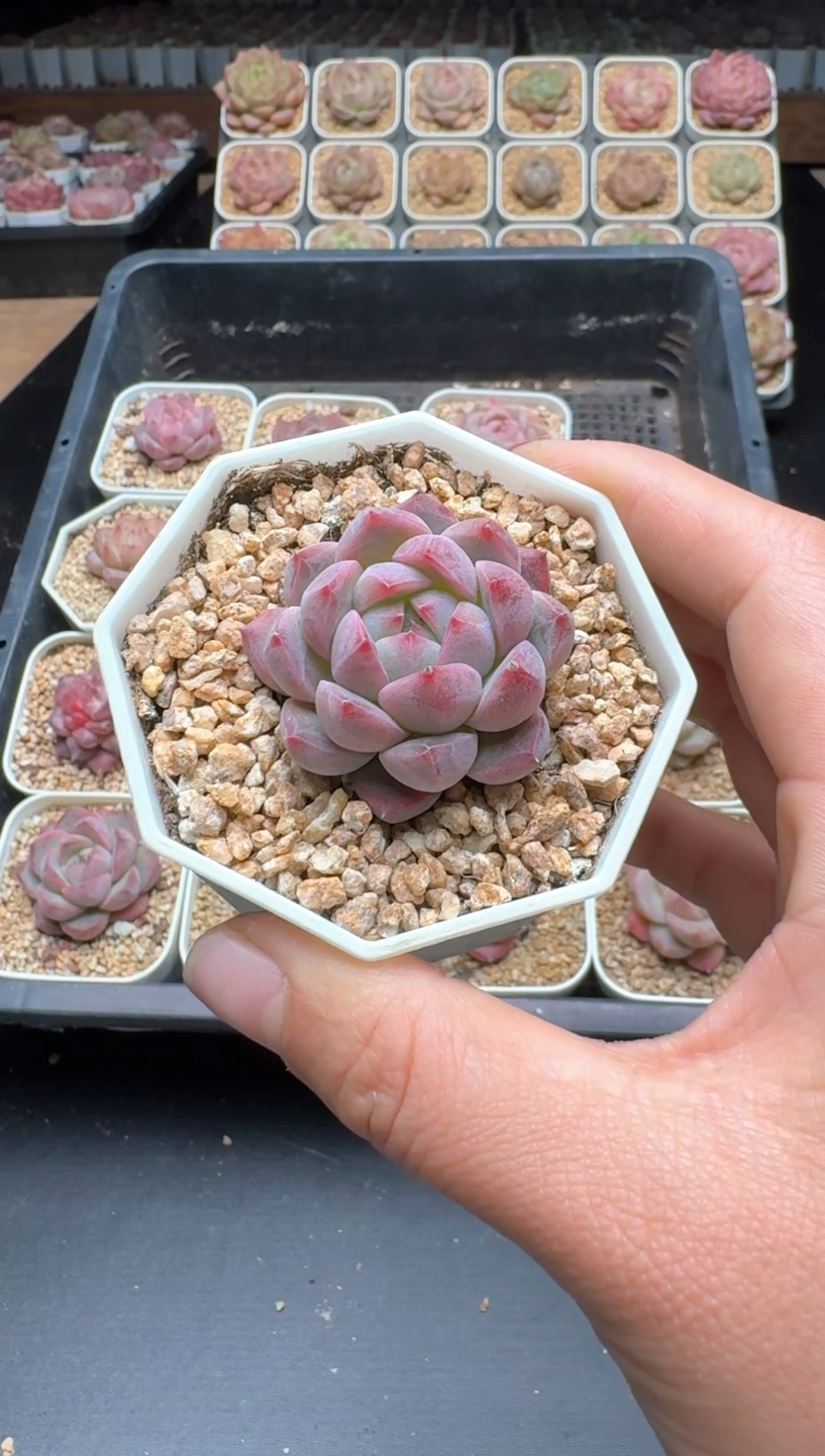 【闪购商品】166号 珍妮杂交多肉 花卉植物