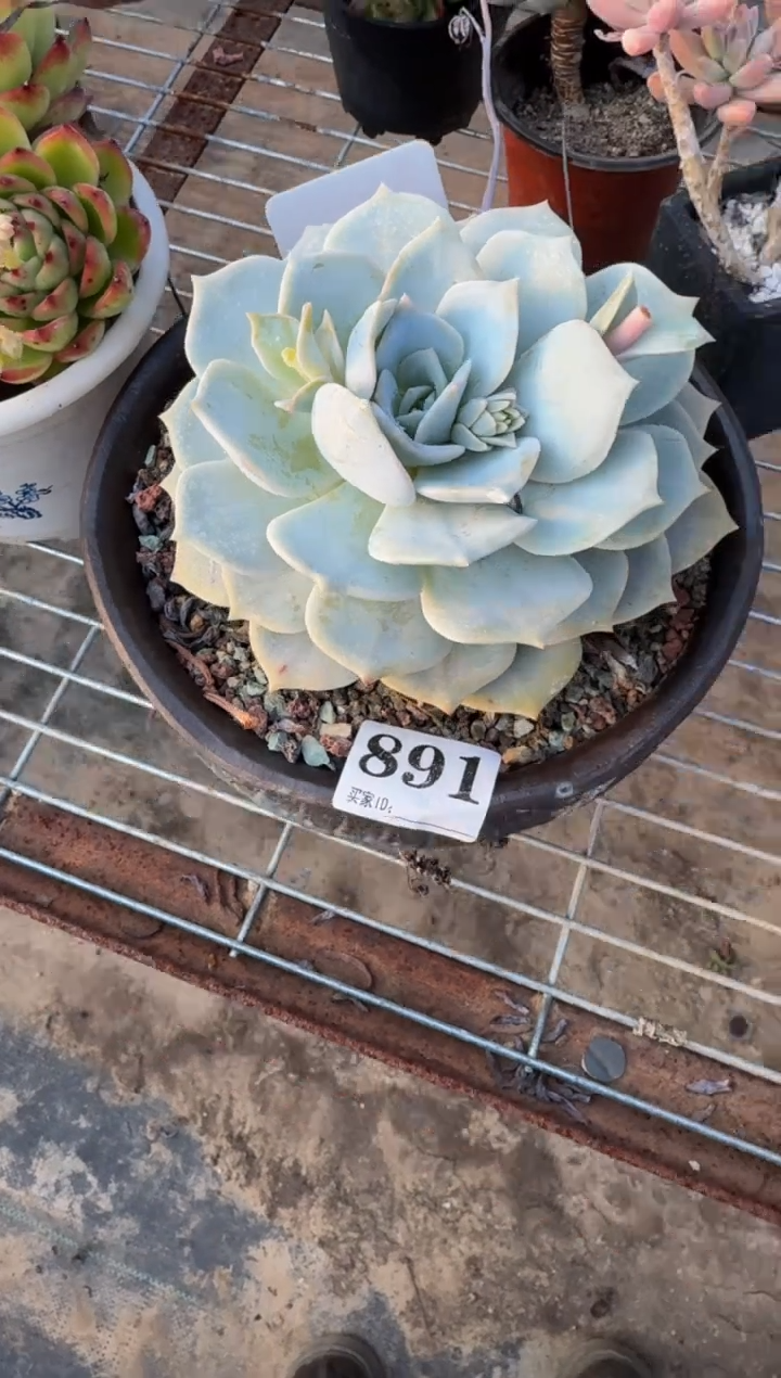 【闪购商品】891.。。