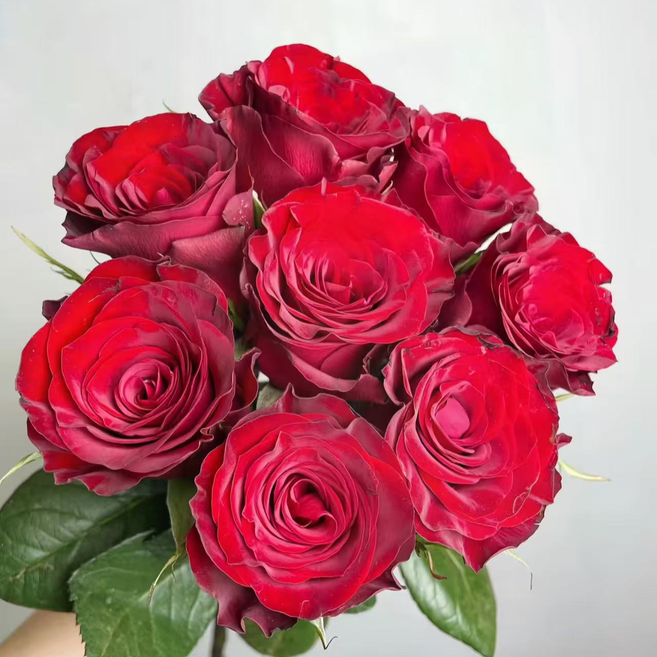 【高原红玫瑰】云南鲜花基地直发温度0°需拍保温棉玫瑰拍三单送花瓶