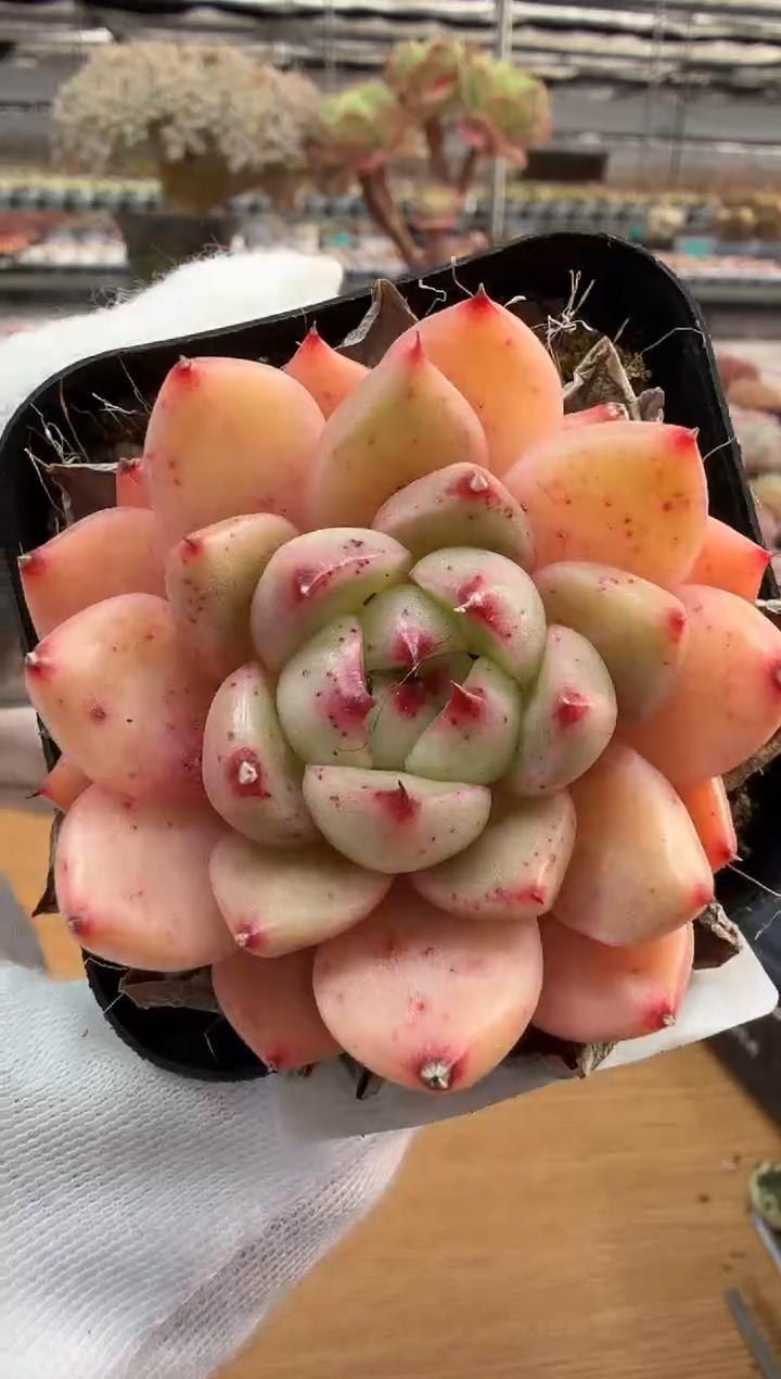 东云多肉园二店-269