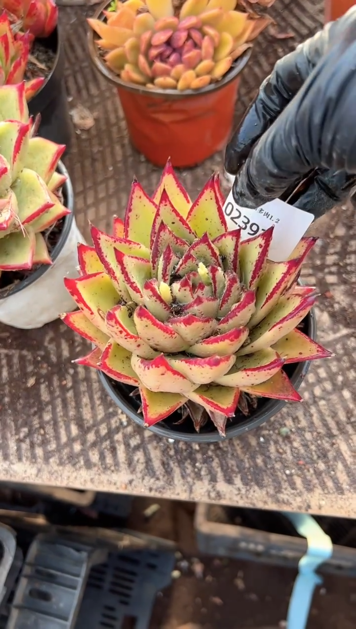多*樂多肉植物一物一拍02391