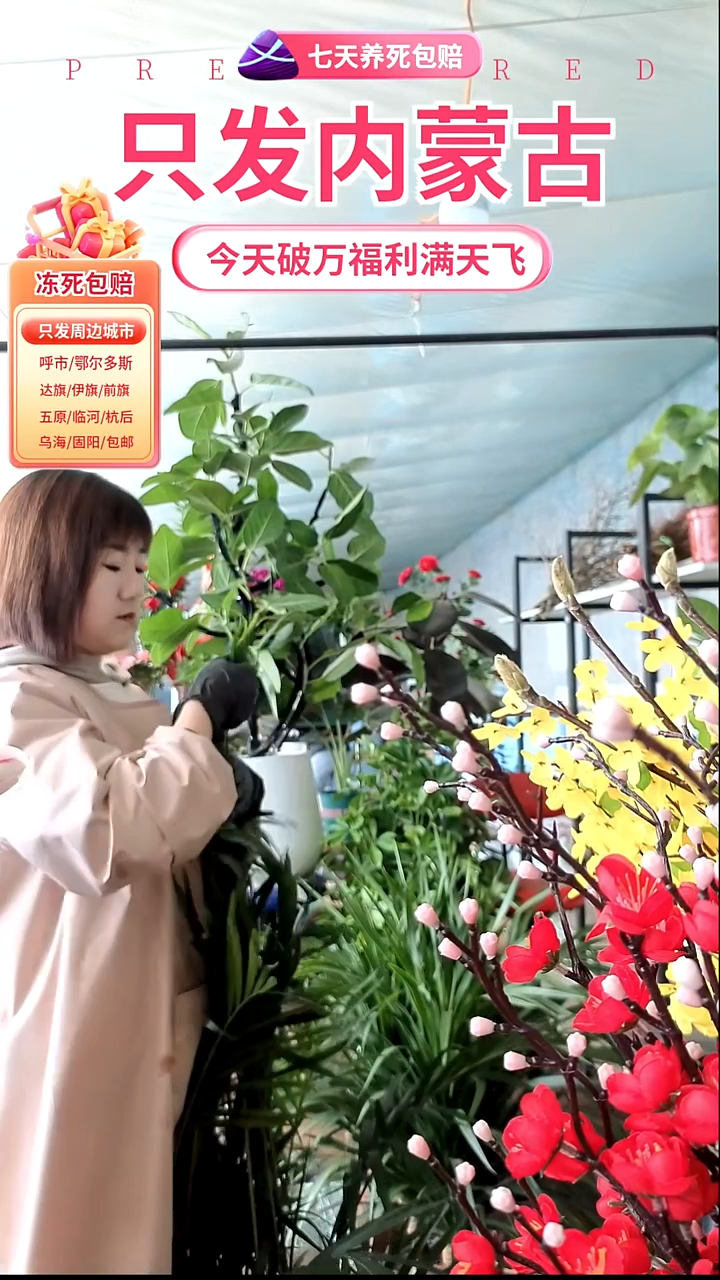 完全开放富贵竹椰子