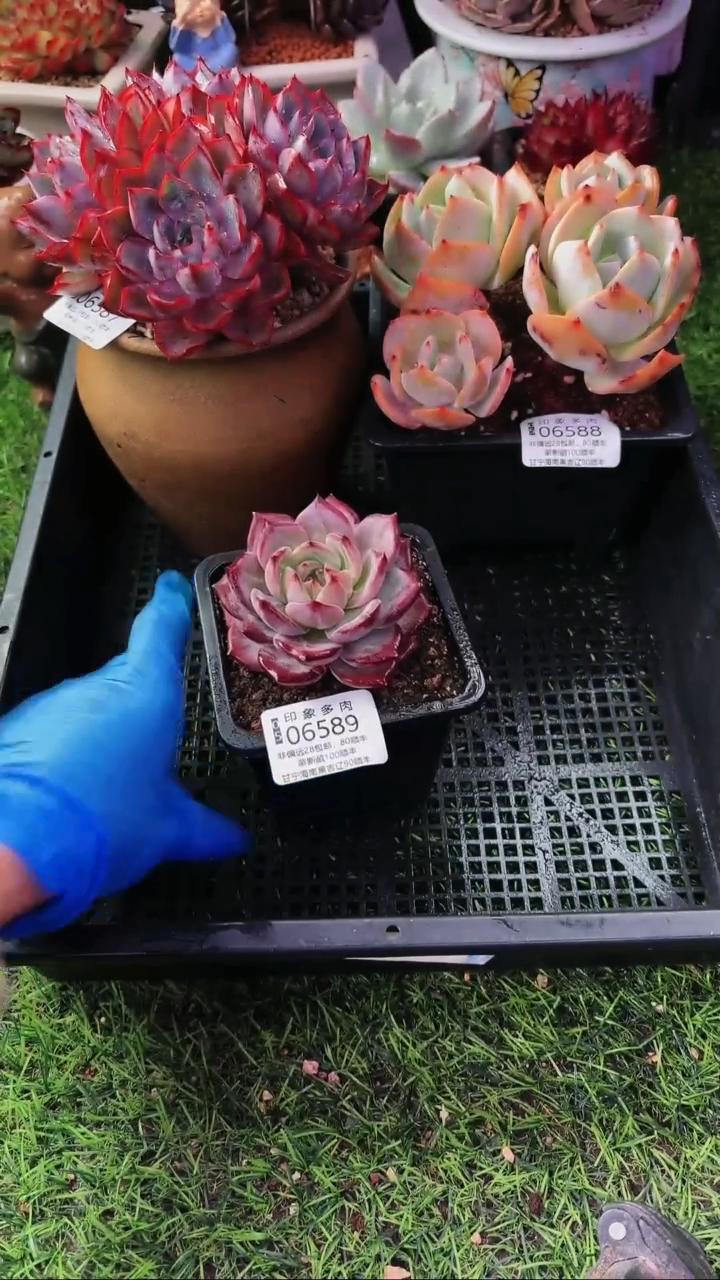 昆明印象多肉06589