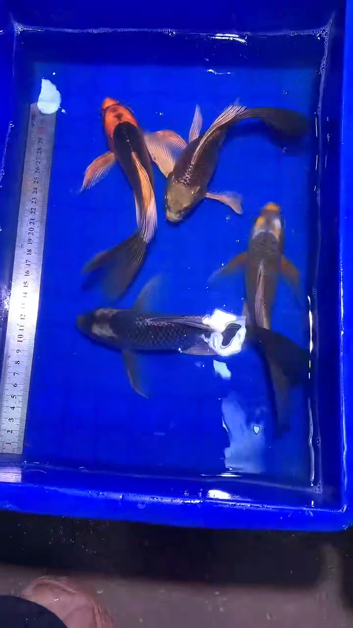 蝴蝶鲤鱼蝴蝶鲤直播选鱼专用链接 凭开箱视频售后