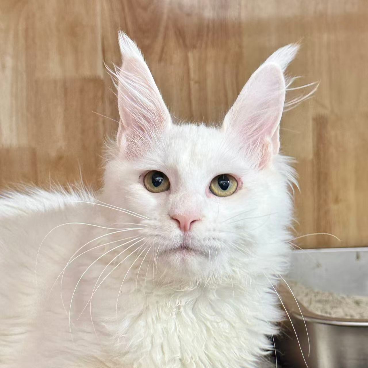 来了姊妹-纯白缅因猫 弟弟 009