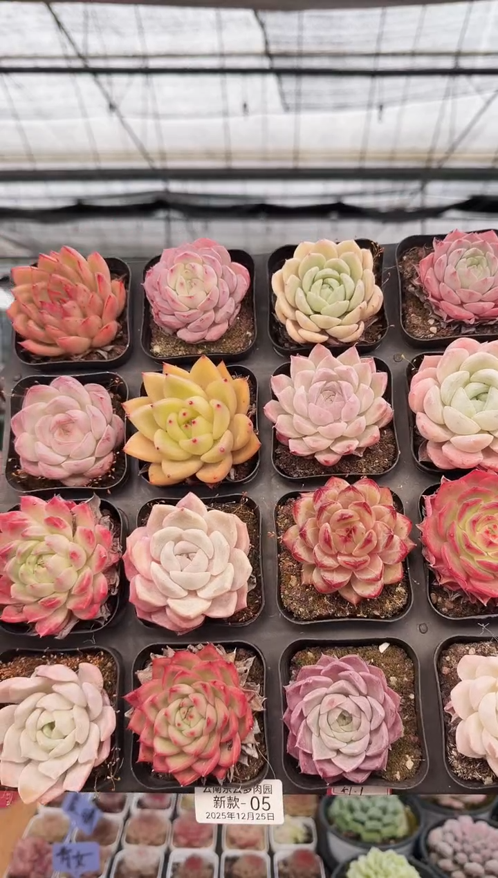 东云多肉园新款-05