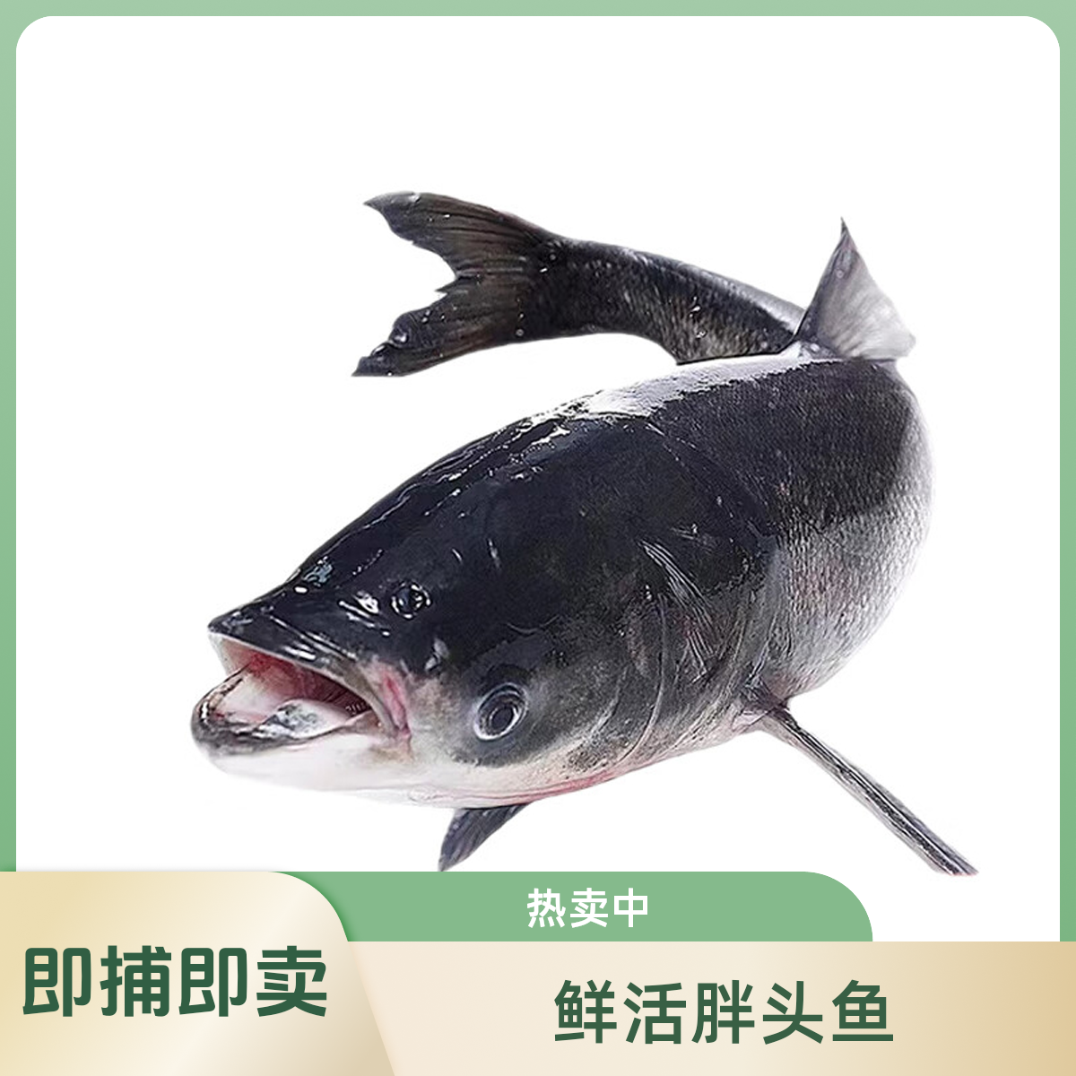 鲜活胖头鱼（斤数自选）