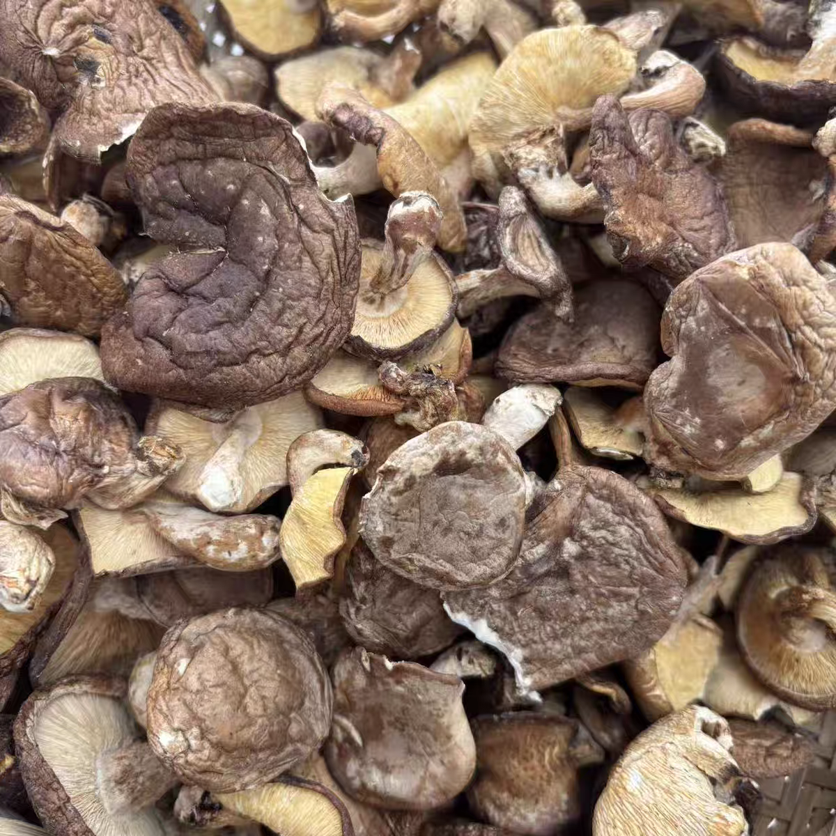 云南高原 香信菇 大炎甄选